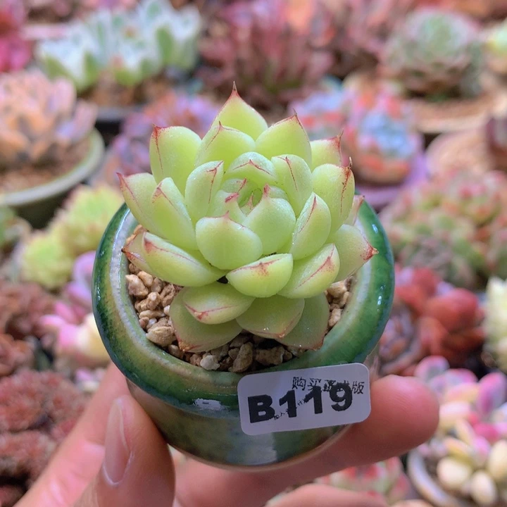 一物一拍含盆土满38包邮B119