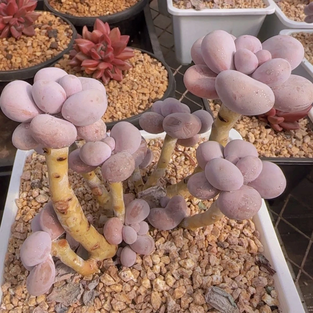 【闪购商品】大烟美人