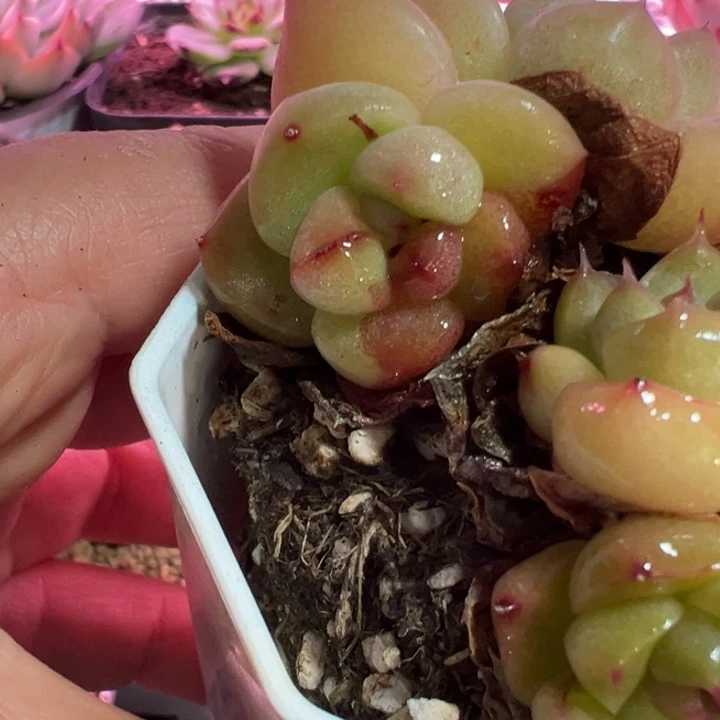 红锦散群多肉植物1344