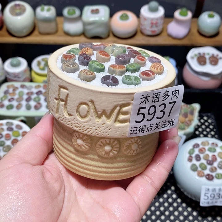 带盆土植物 一物一拍5937