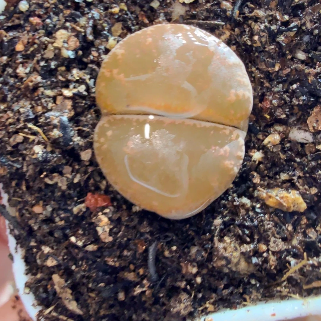 多肉植物的生长发育和810