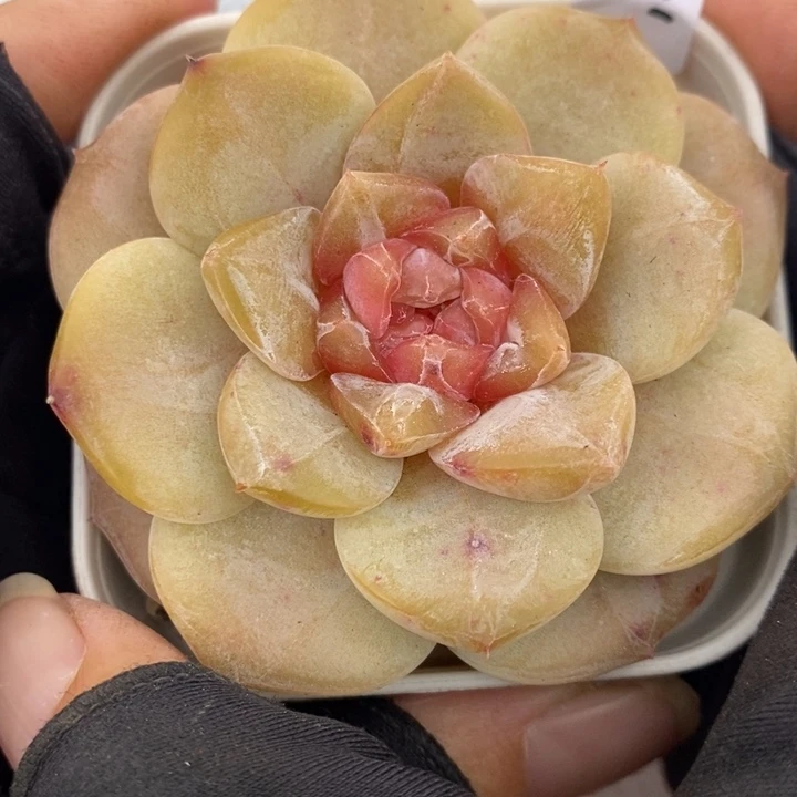 1227-536，糖心多肉