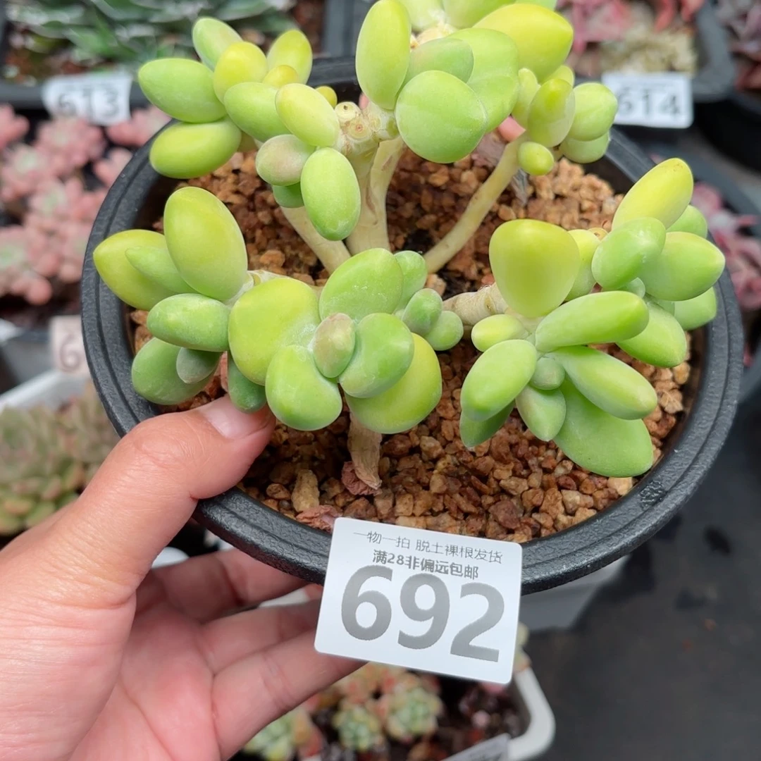 芒果KK奶无盆土发货