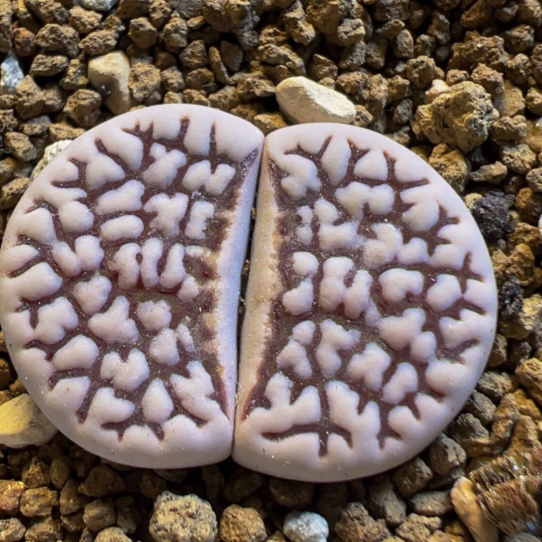 71多肉植物百科知识