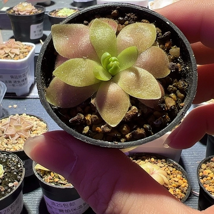 无花朵捕虫堇脱土发马尔恰诺88157