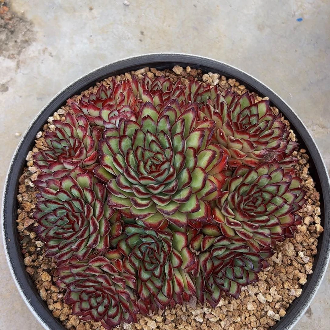 一***阳多肉植物保护研究所