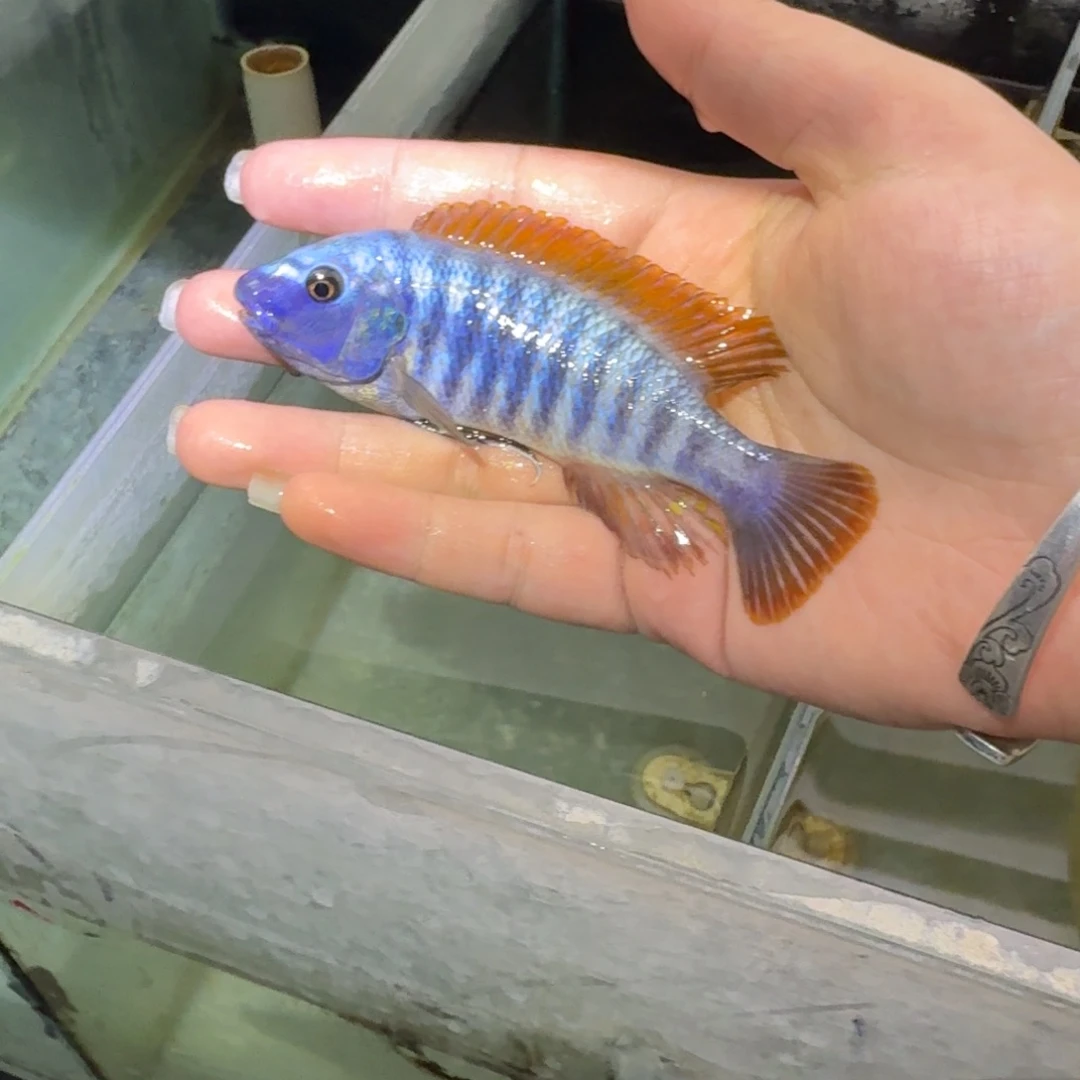 石***中慈鲷鱼85号松比西10-11