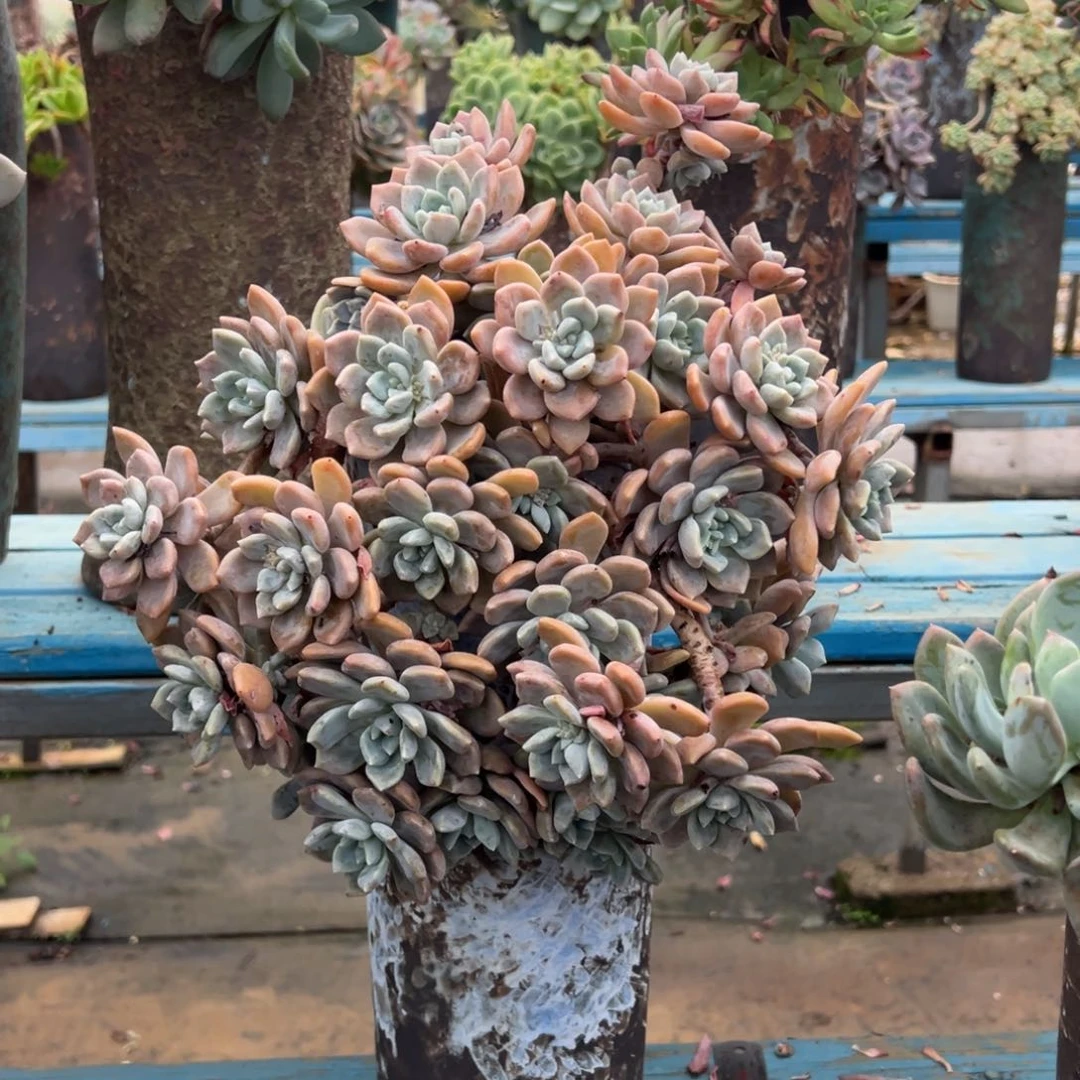 老桩克洛伊裸肉发货