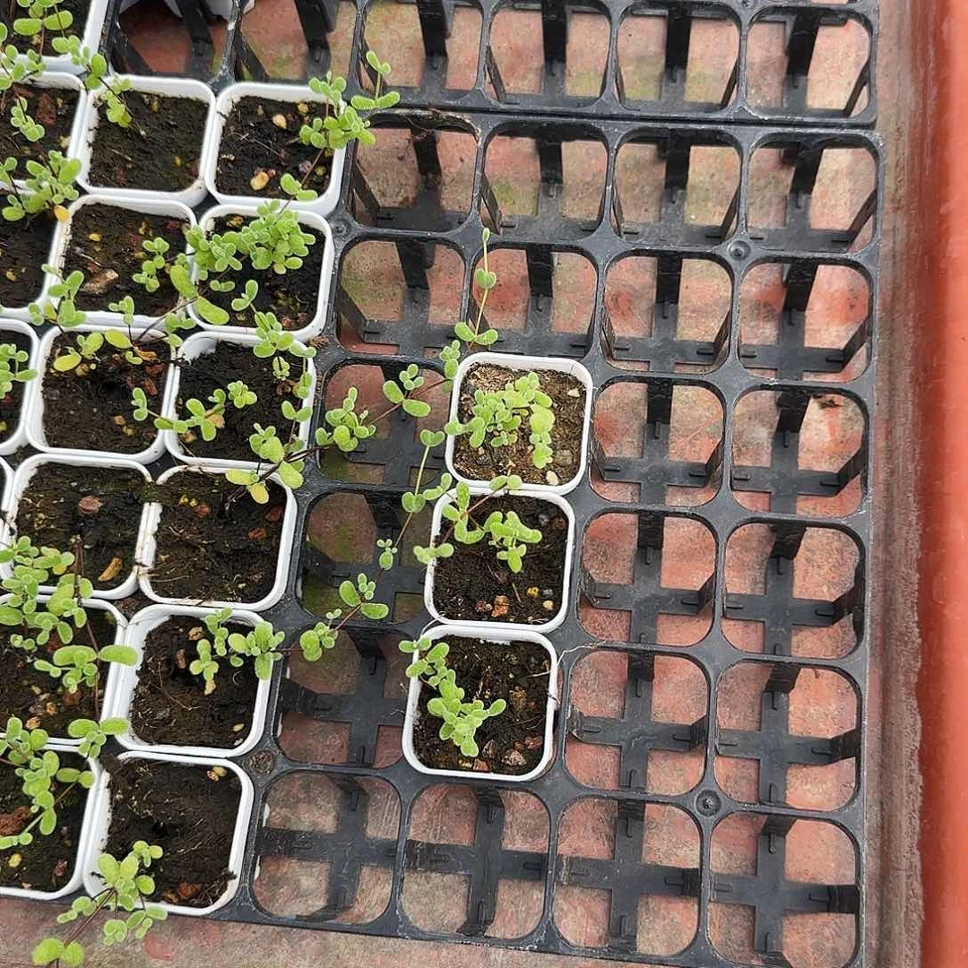 翡翠球盆一个满25包邮