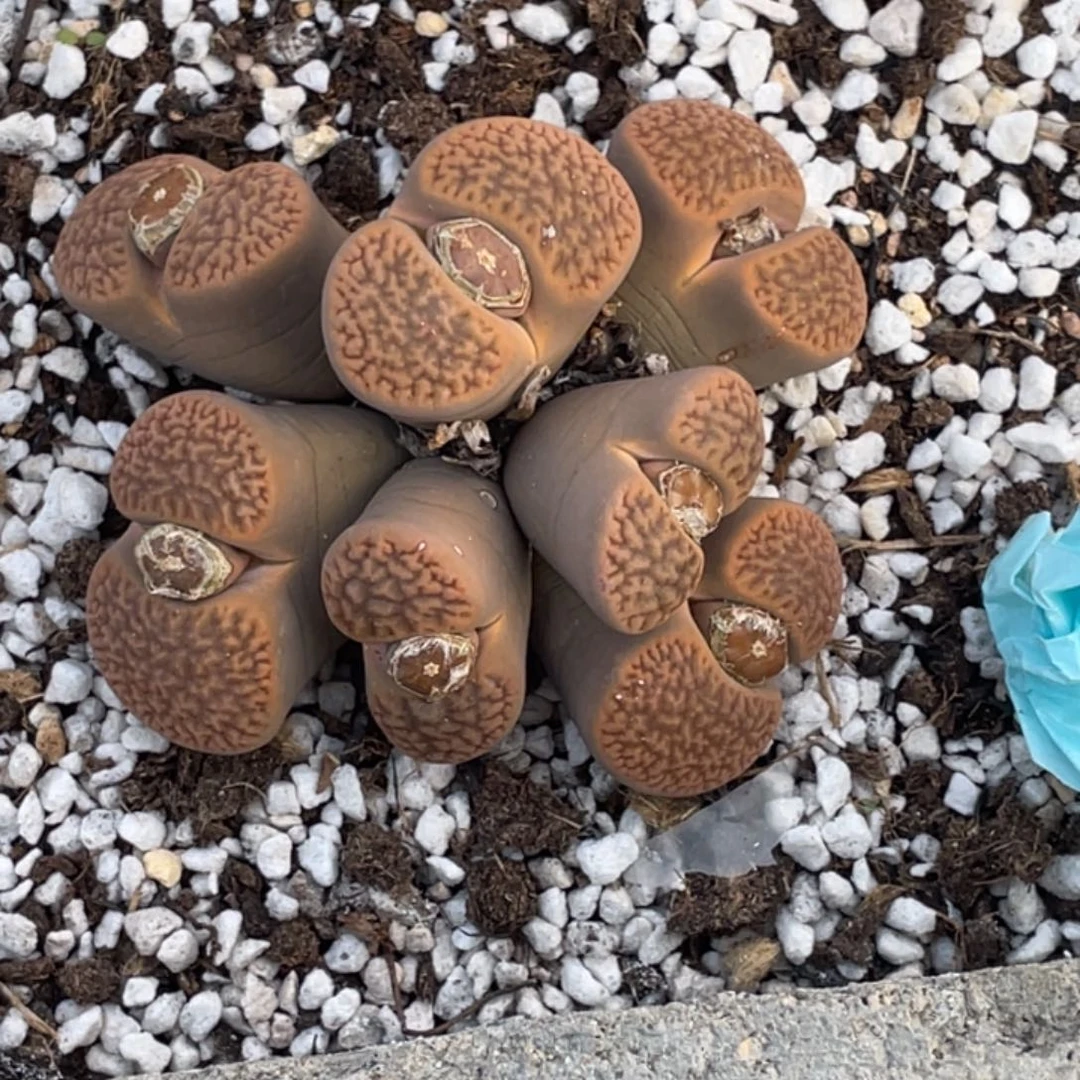 非偏远满20包邮114