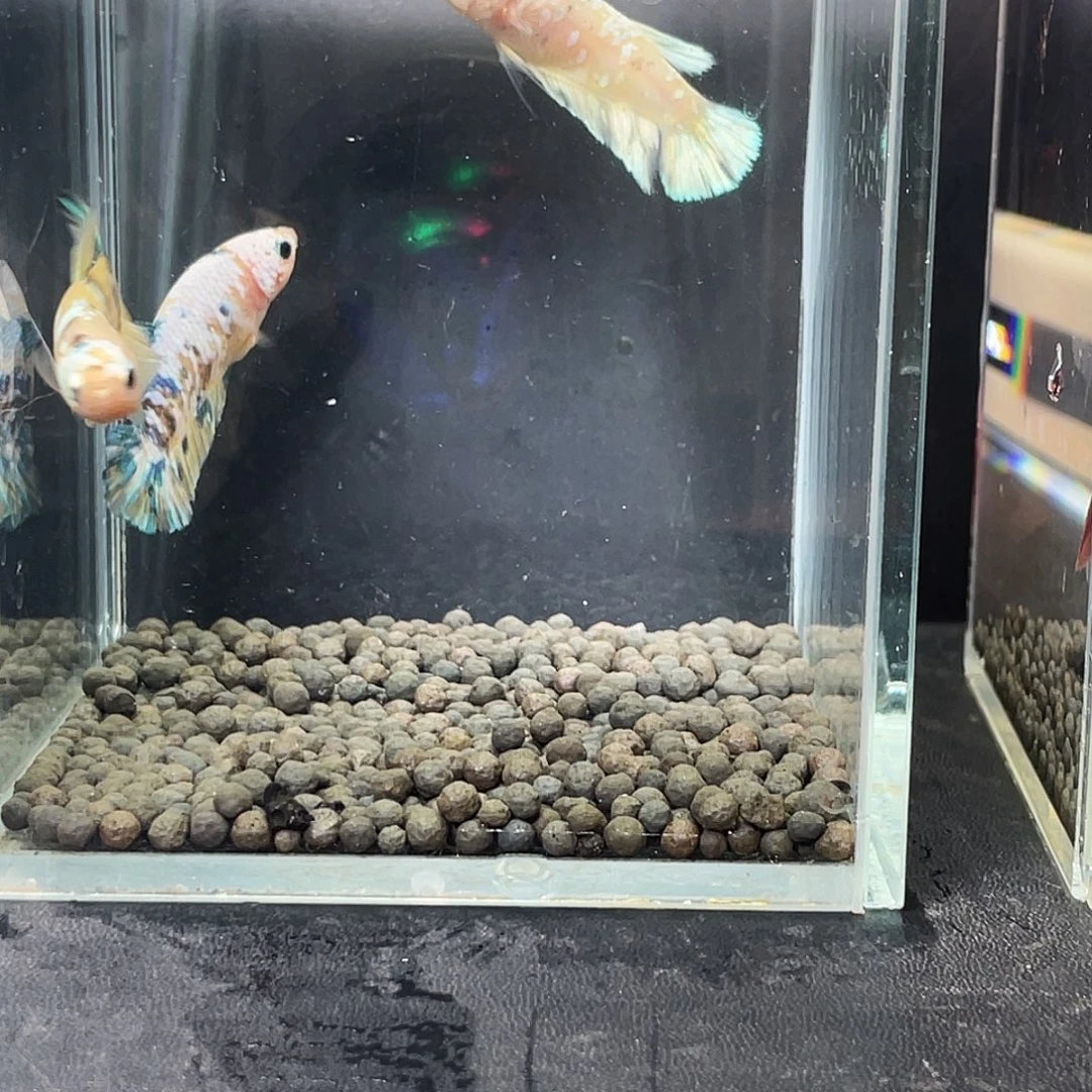 斗鱼105号95早3母鱼