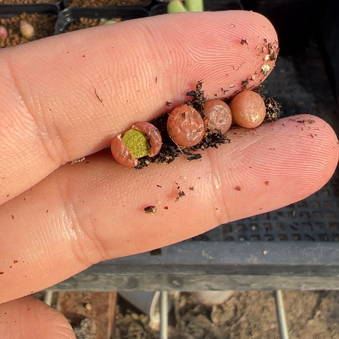 18-08量拍朱雀勋章一颗