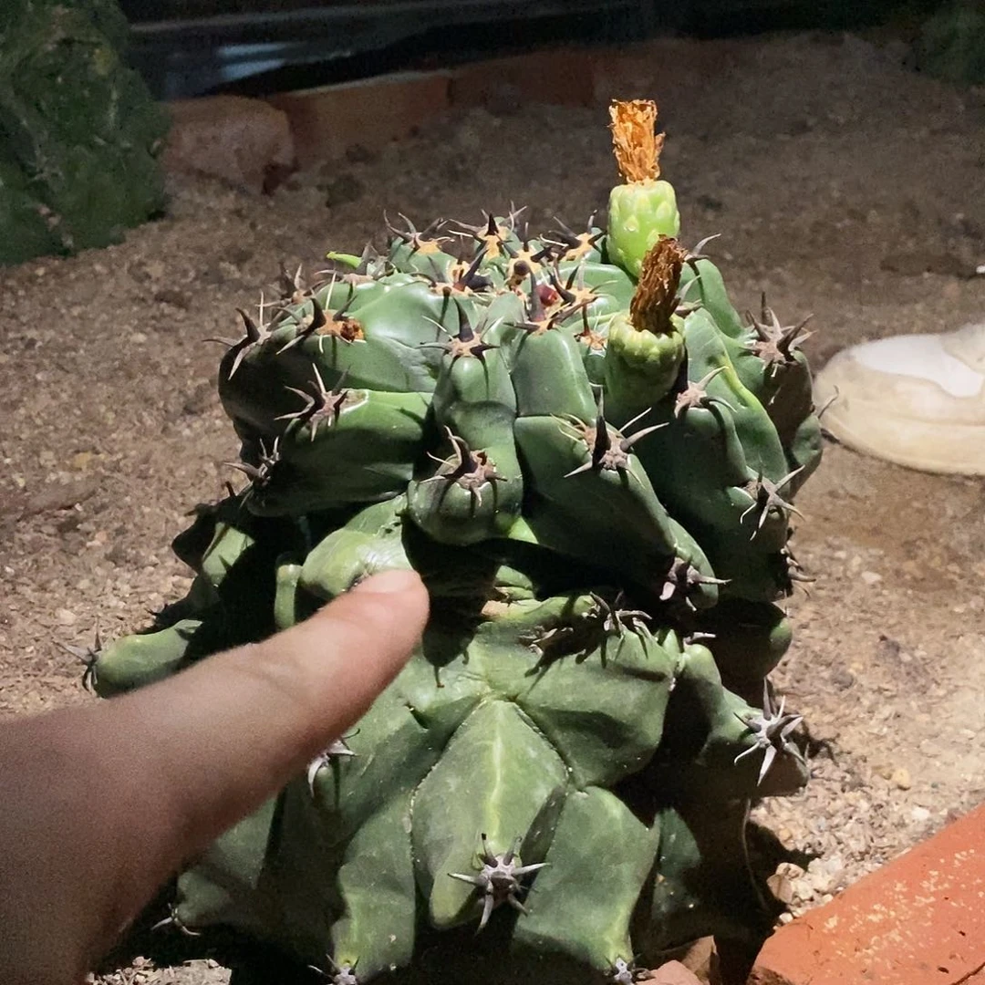 无花朵習*_0000000000000