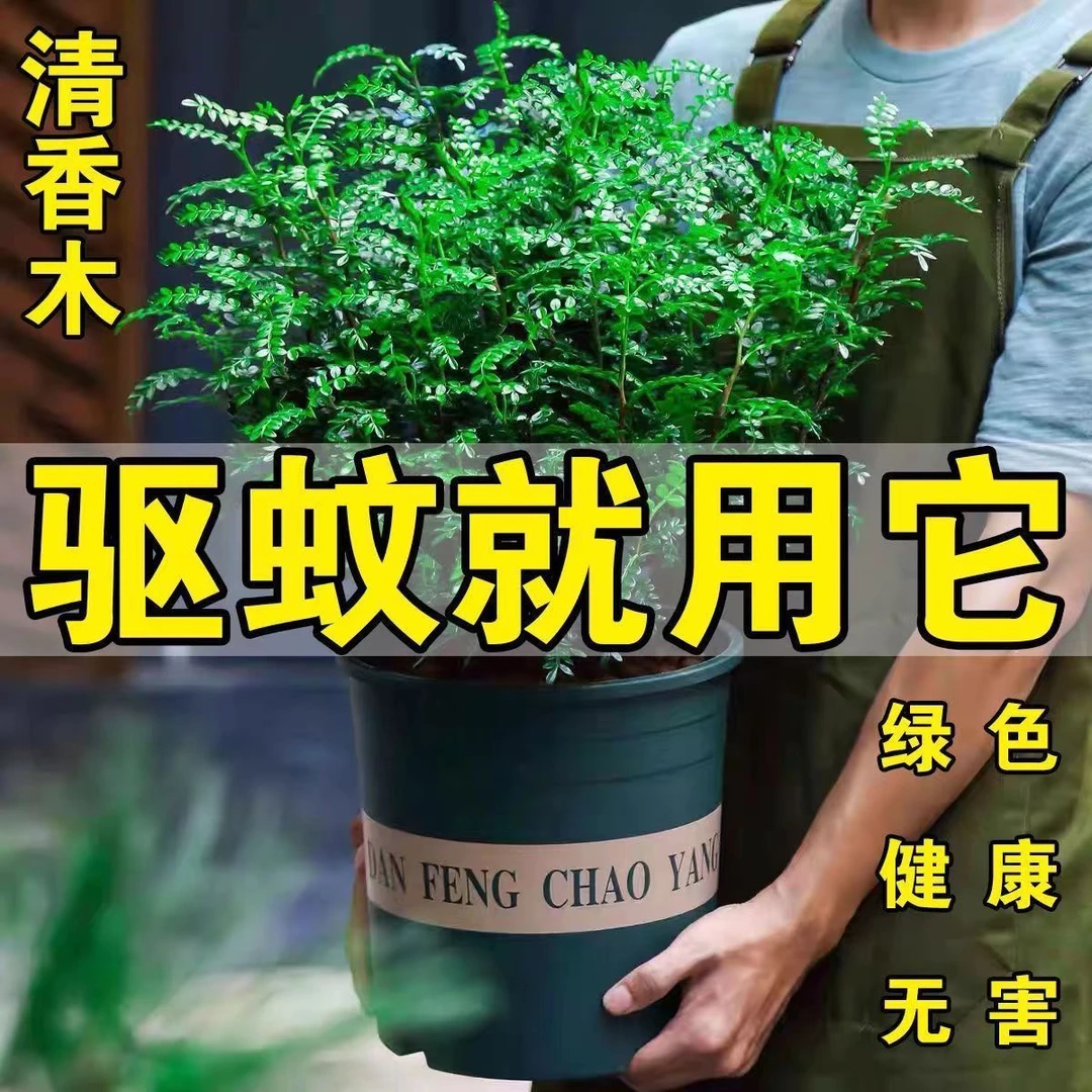 清香木胡椒木盆栽室内外养四季常青驱蚊绿植花卉好养易活网红绿植