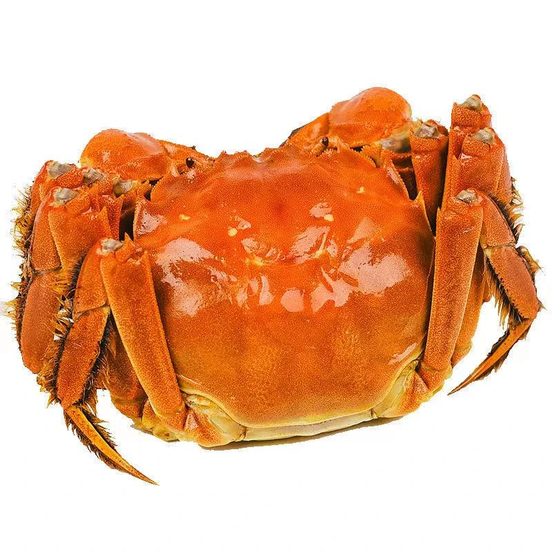 【丝路生鲜新疆包邮】洪湖螃蟹香辣蟹海鲜熟食肥美满肉麻辣螃蟹