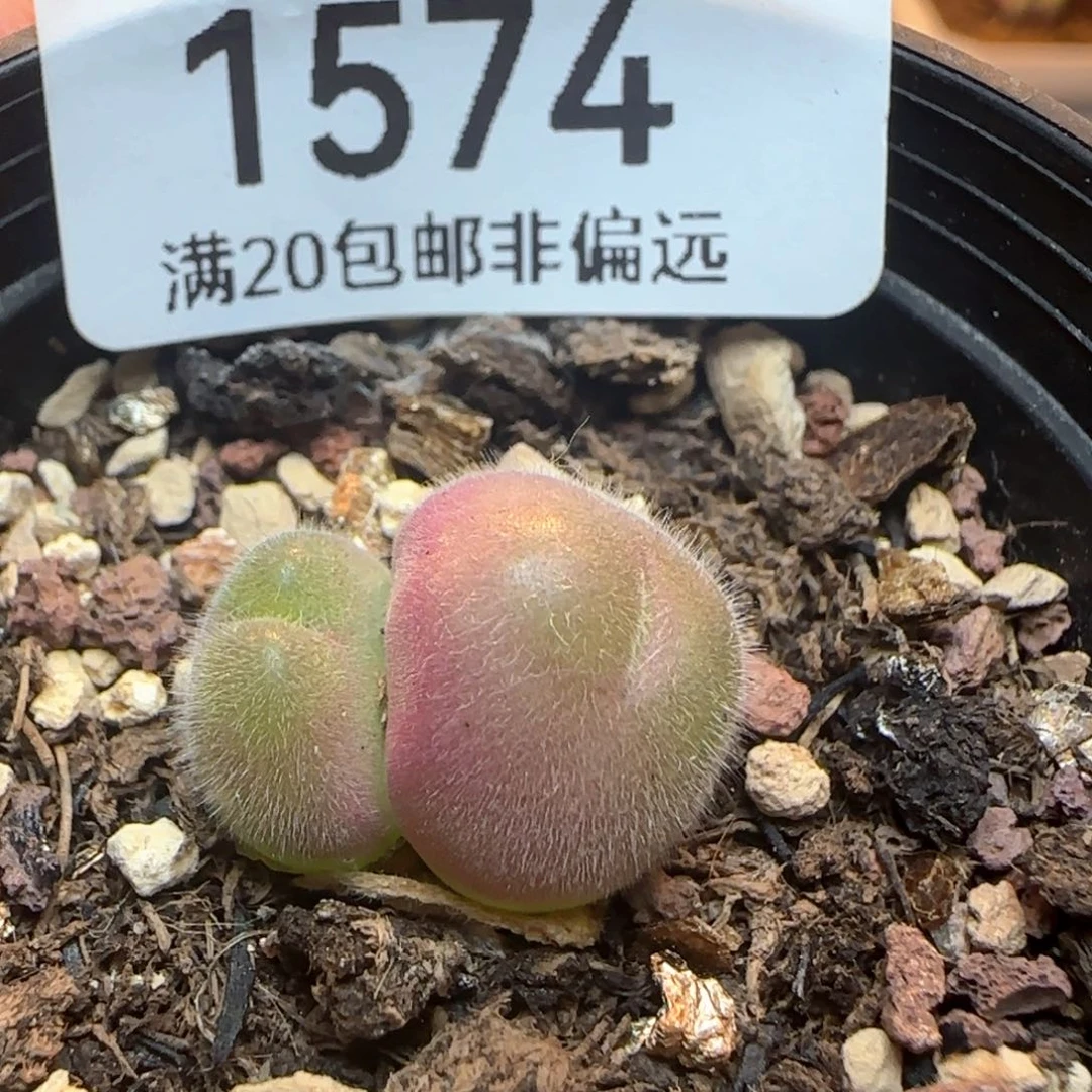 长毛福利。