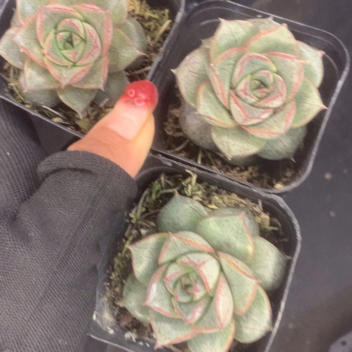 大和锦3颗。包邮。多肉