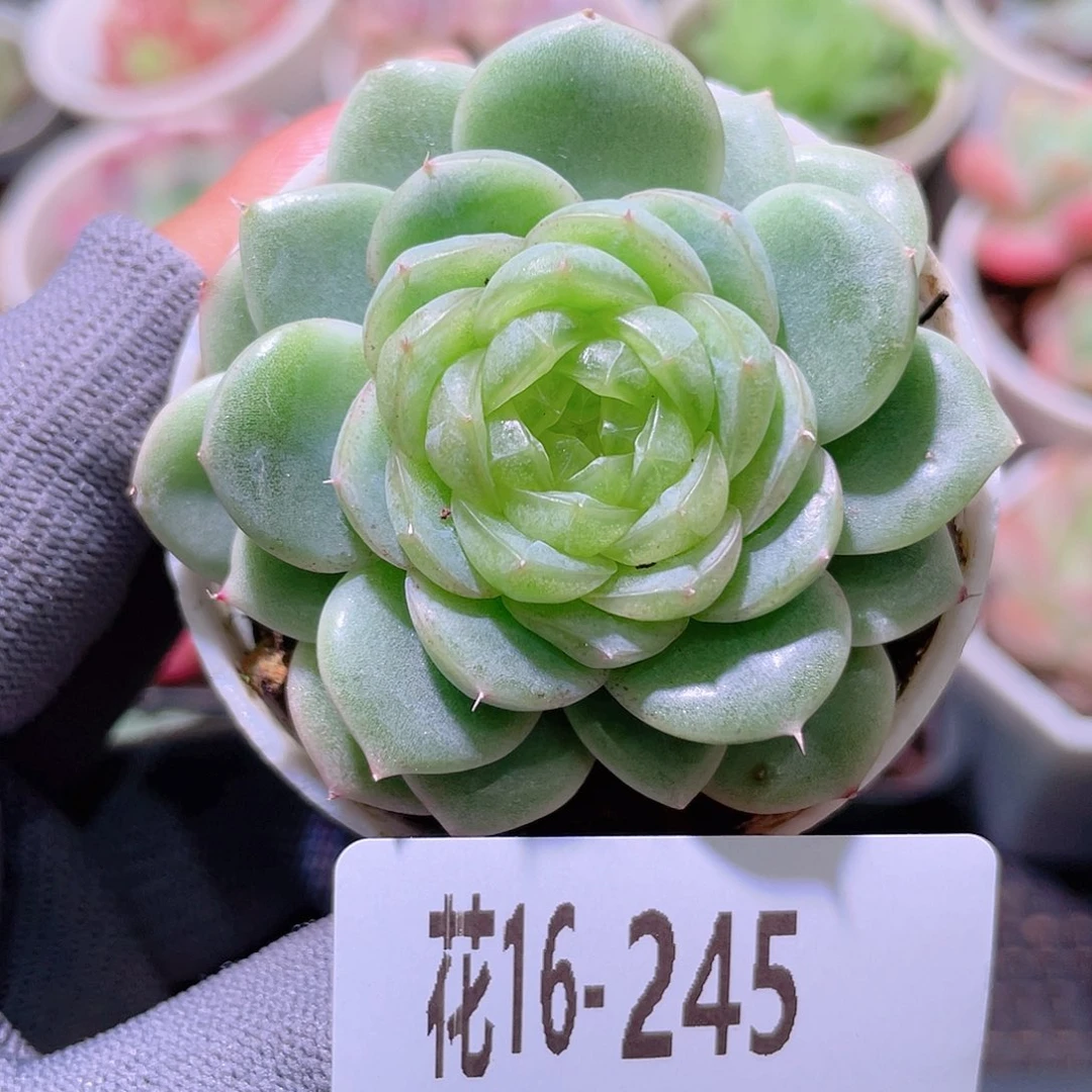 花利美16-245霜雪