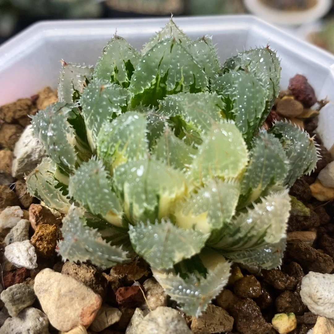 619玄冰玉露锦一物一拍