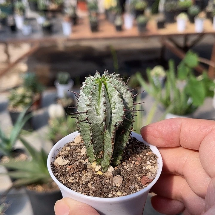 无花朵白衣魁伟玉仙人球