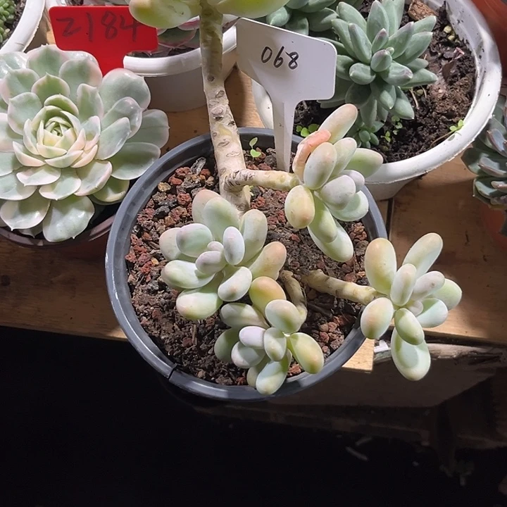 •***F00000000000000000068