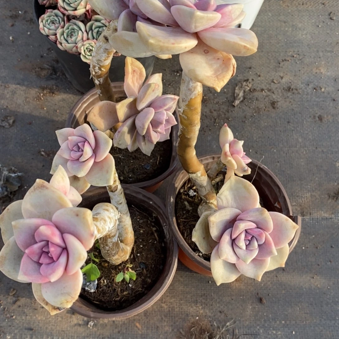 紫乐整桩三盆，90杯