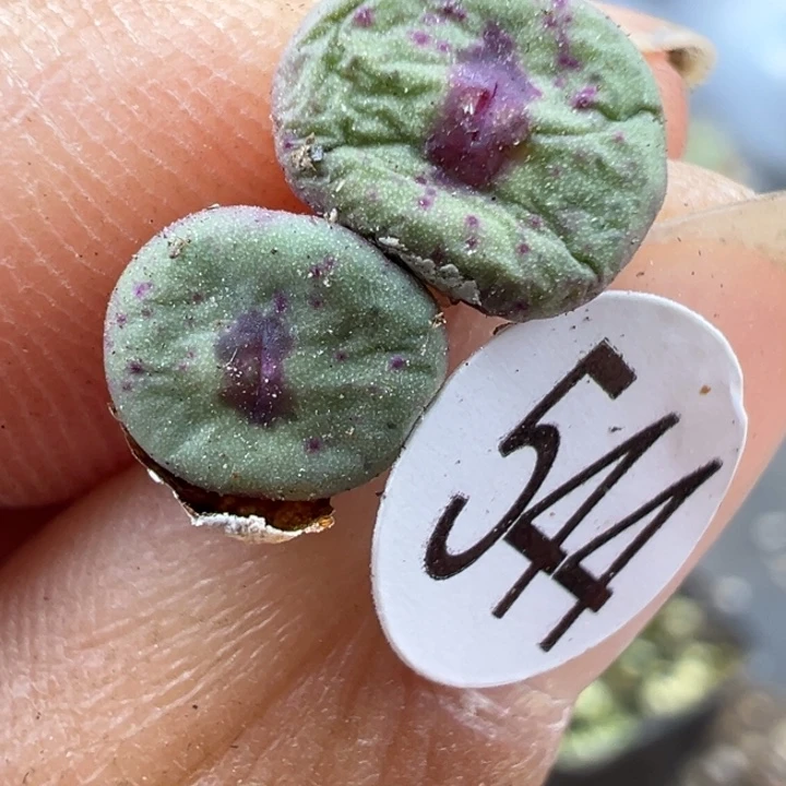 544号111111111点1111