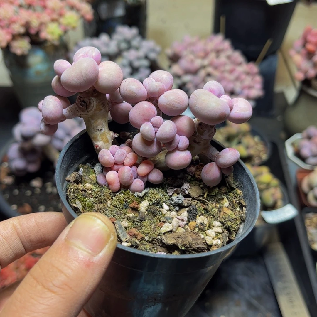 955树形桃蛋9厘米多肉