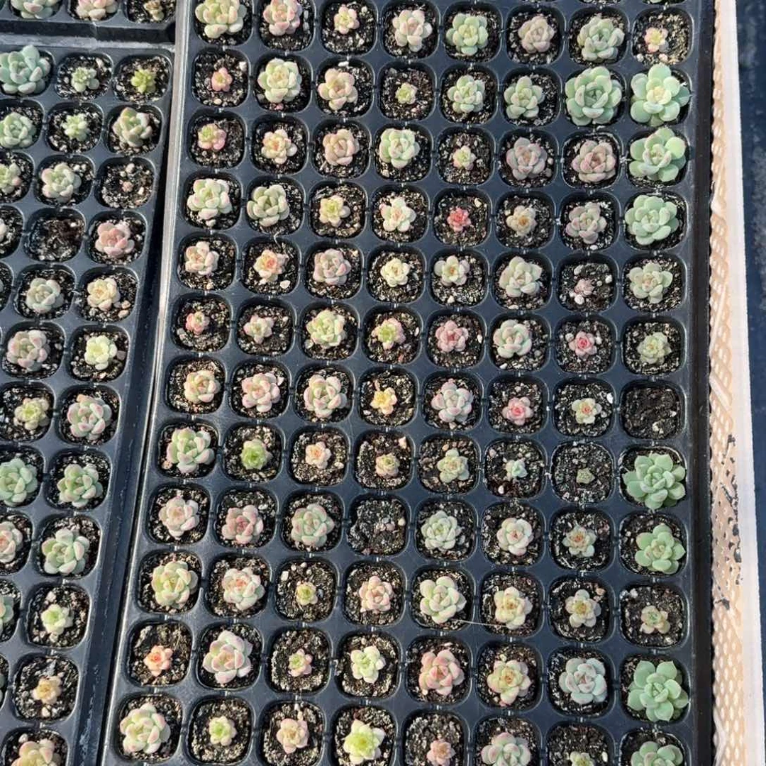 如图编号246麦芽糖播种穴盘一盘不售后