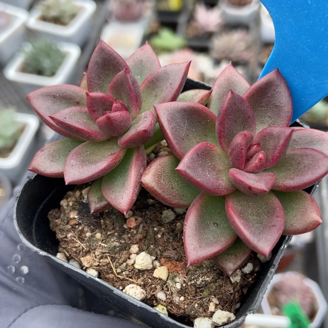 2046丰沛玫瑰多肉植物