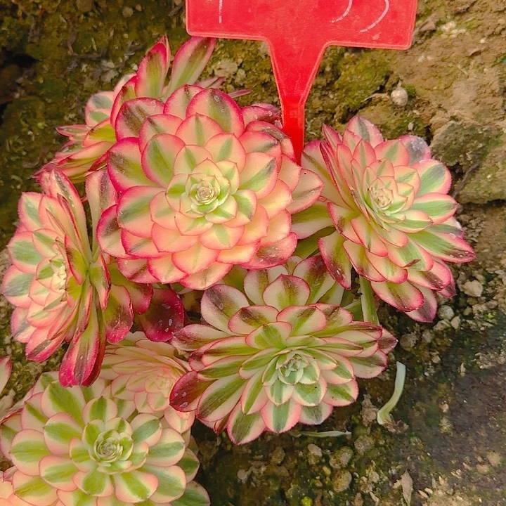 风*4-55荔枝多肉法师