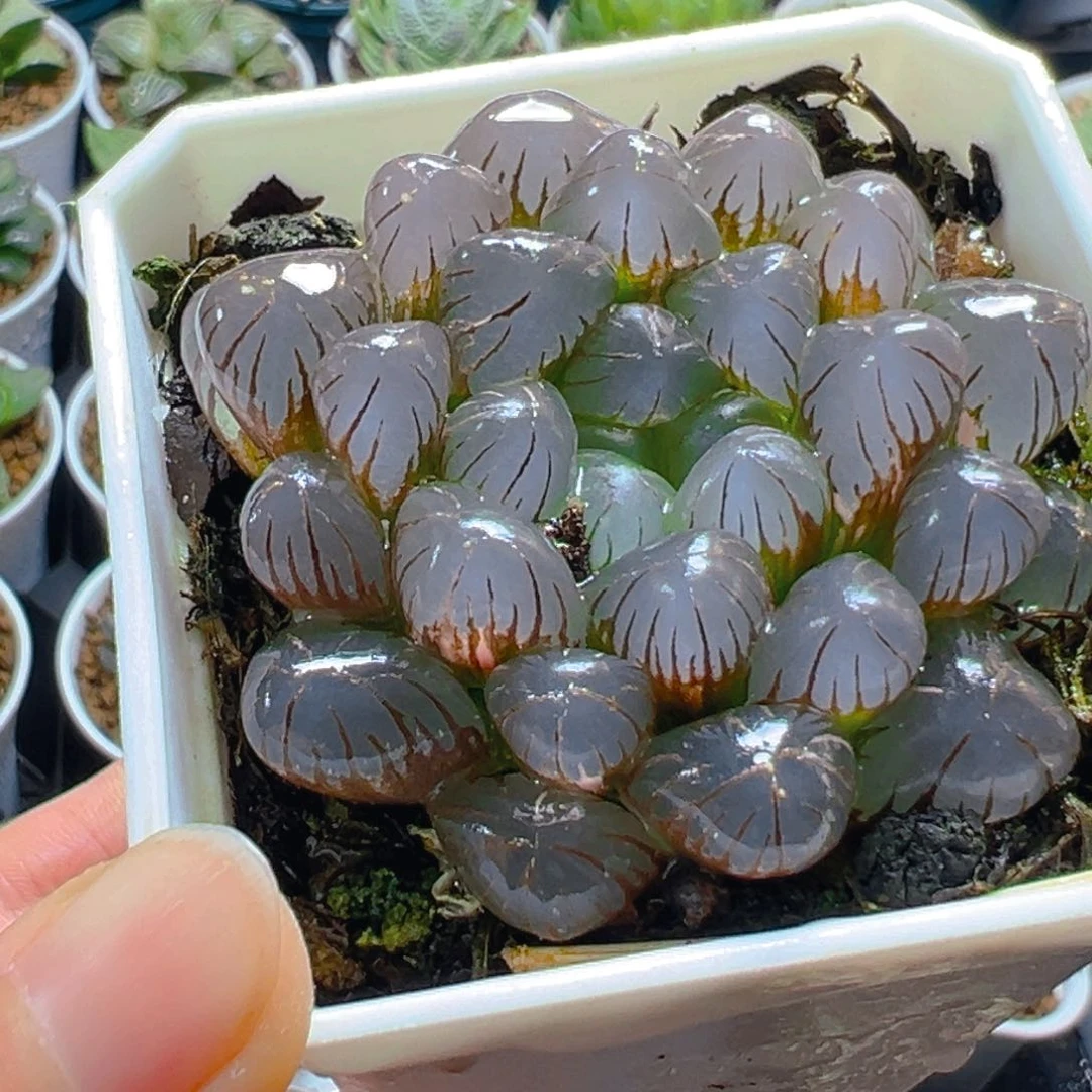 冰灯玉露锦多肉多肉