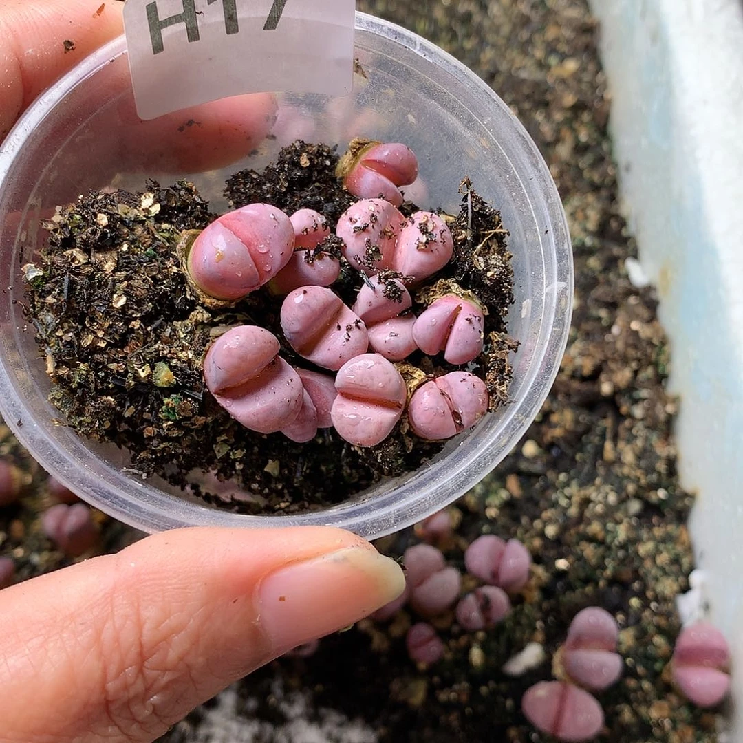 话G17多肉植物保护