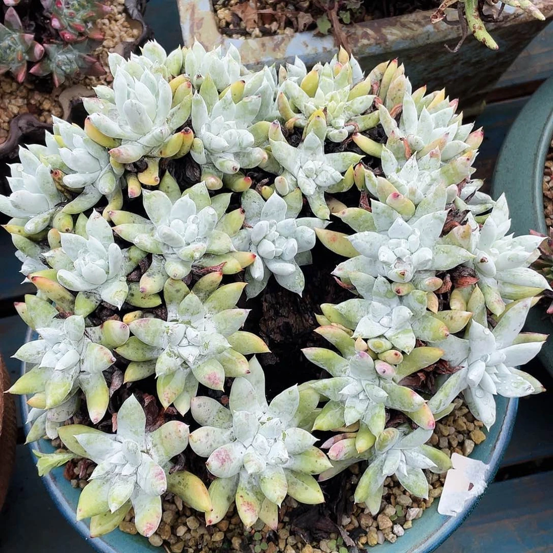 苹果叶拇指大群多头