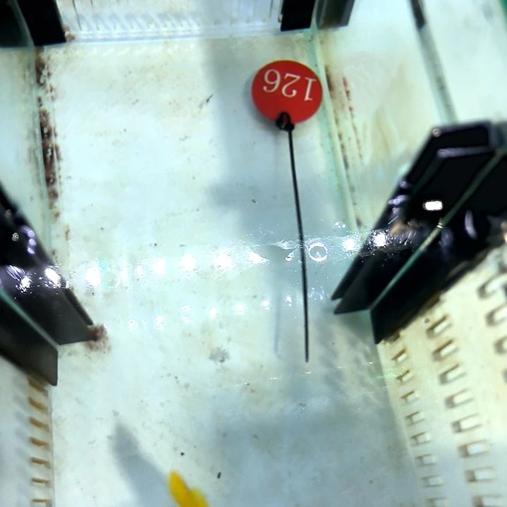 黄狐狸9+/110-126海水观赏