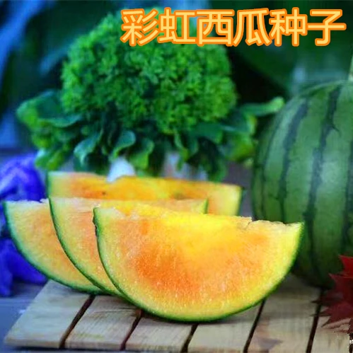彩虹西瓜种子特色迷你小西瓜种籽礼品香瓜甜度高彩虹瓜之宝