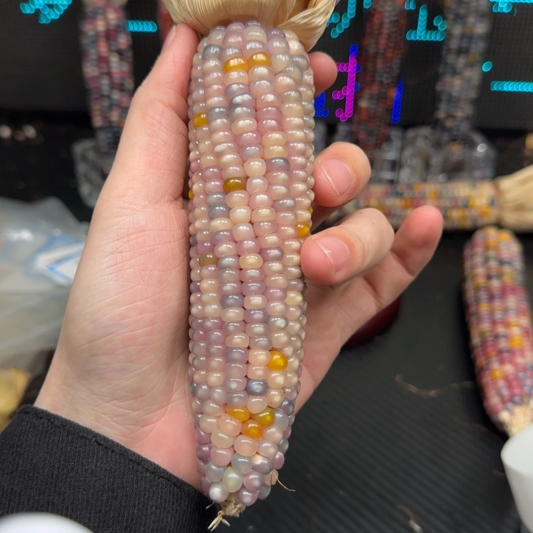 柏香籽/百香籽吊坠L***?