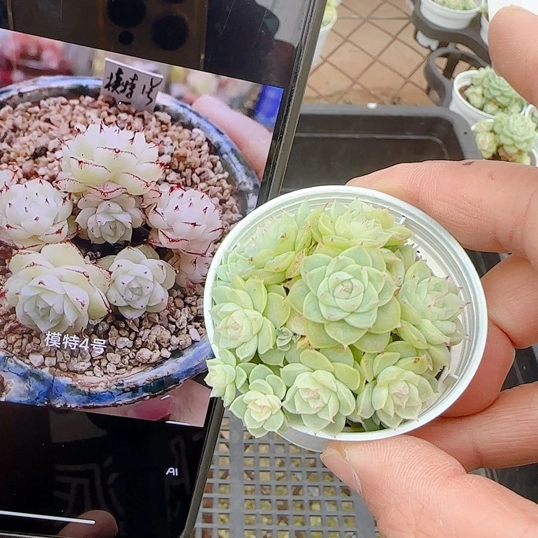 1120-53（模特-4）优选