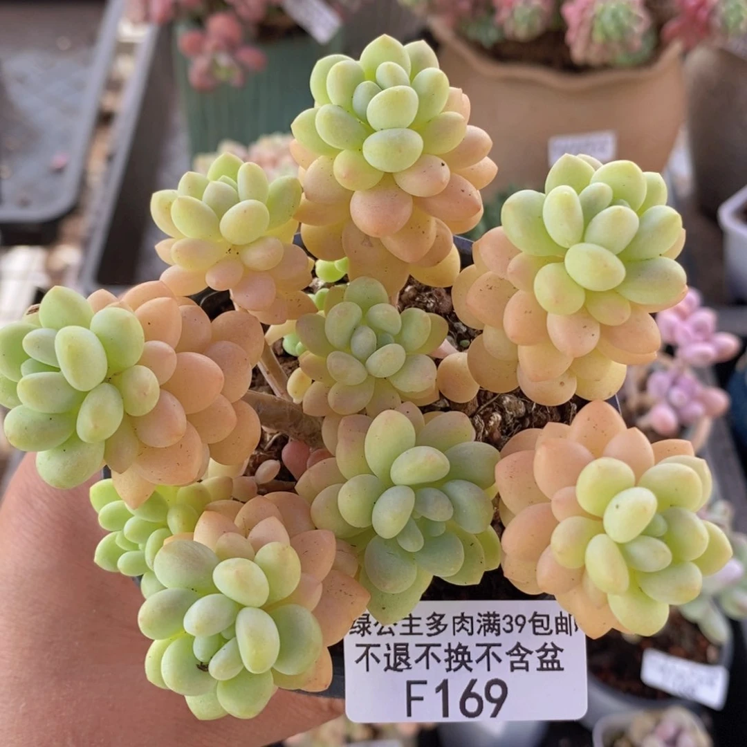 洛可可10cm169多肉植物