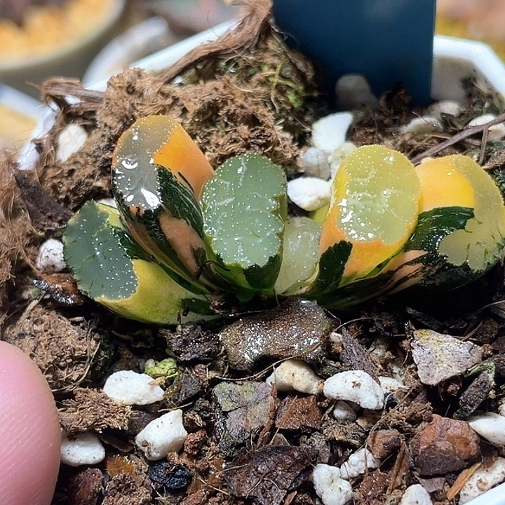 567道长玉扇锦特选福利