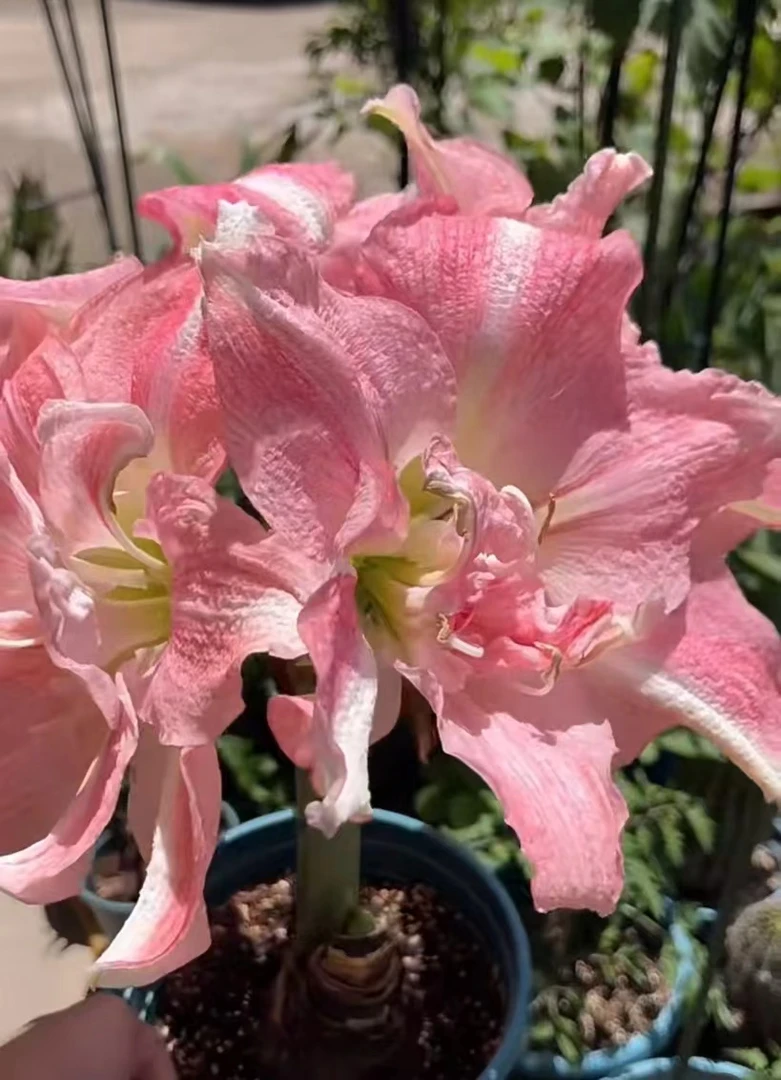 【玫瑰花样】包对版朱顶红重瓣