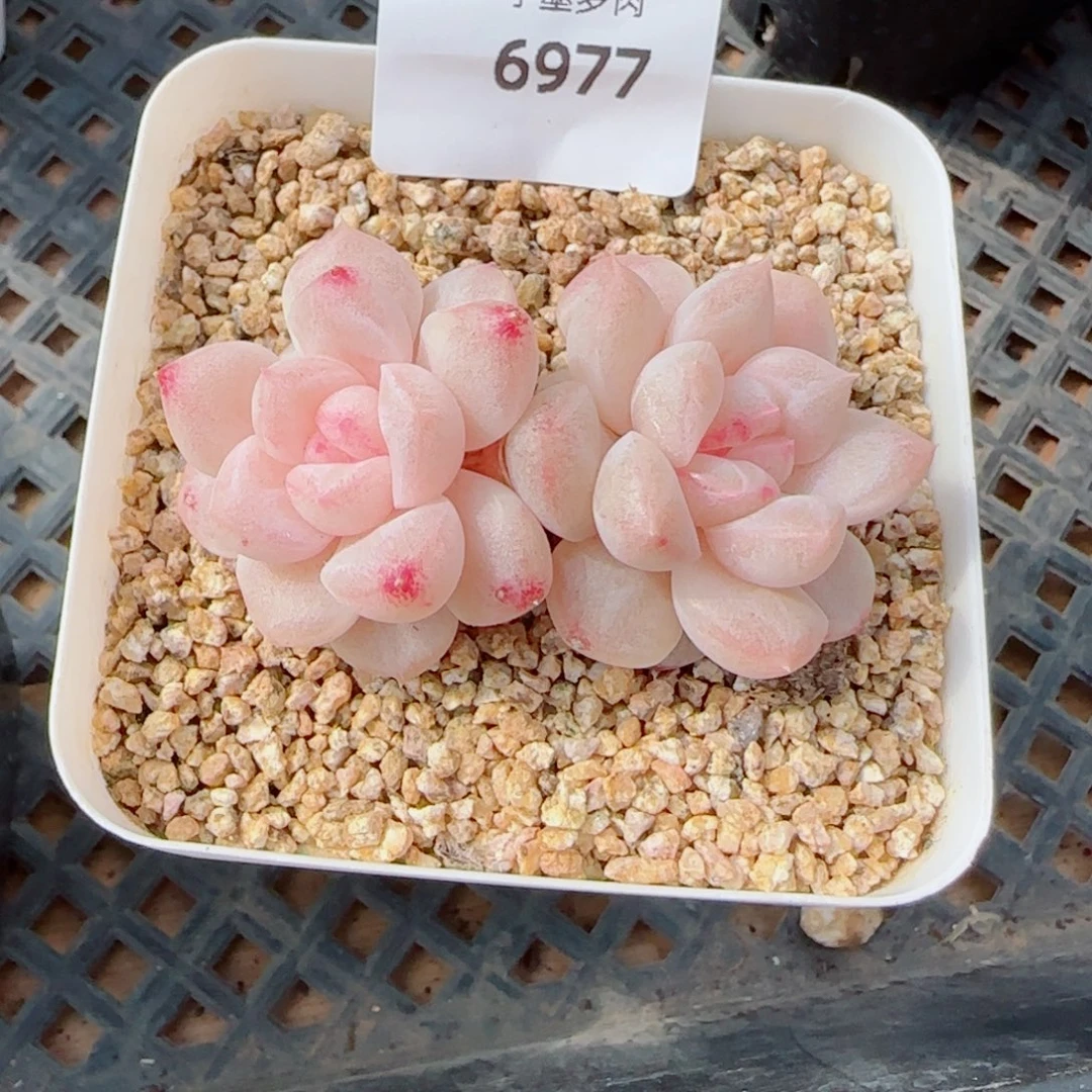 雪糕，6977多肉植物