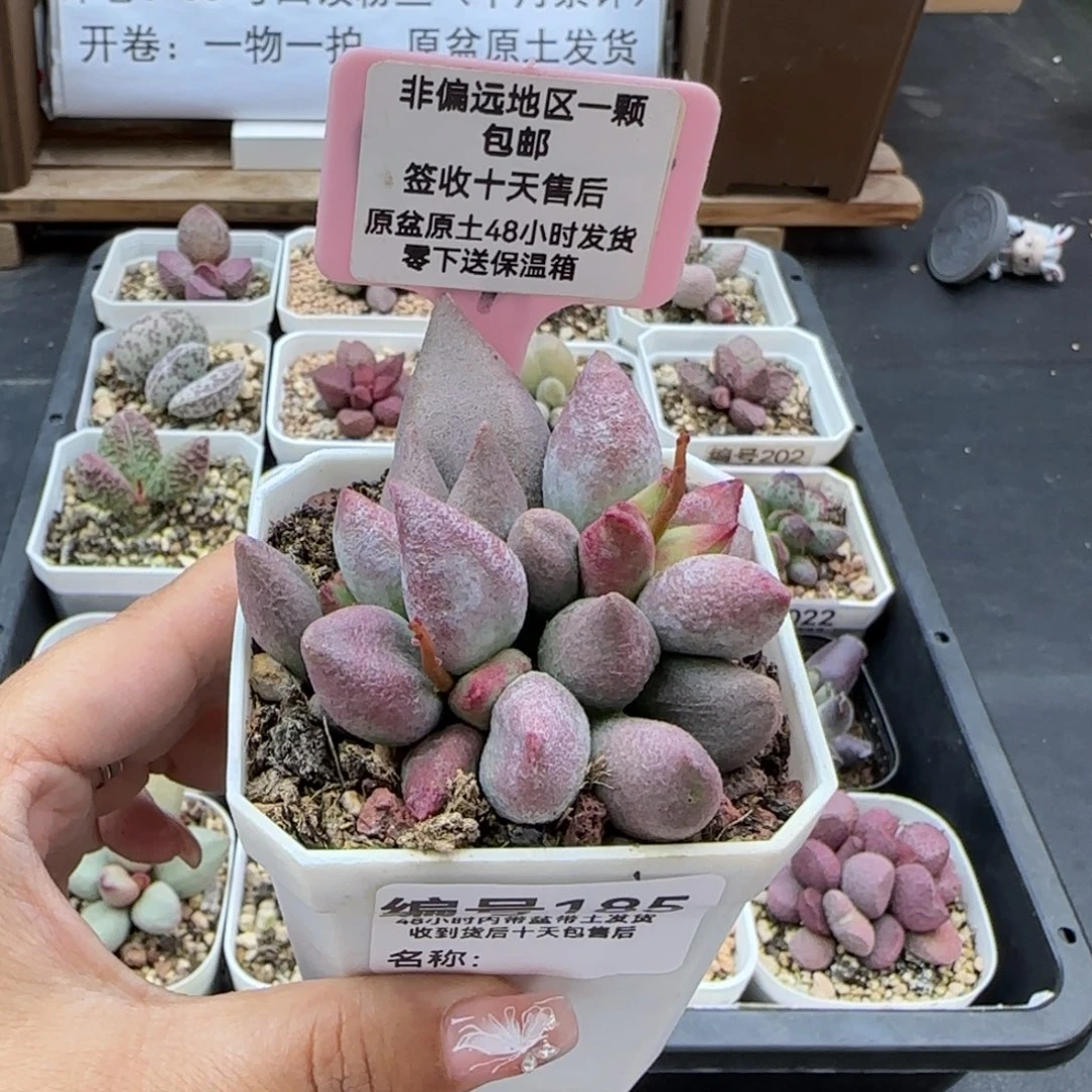 185哈弗多肉植物