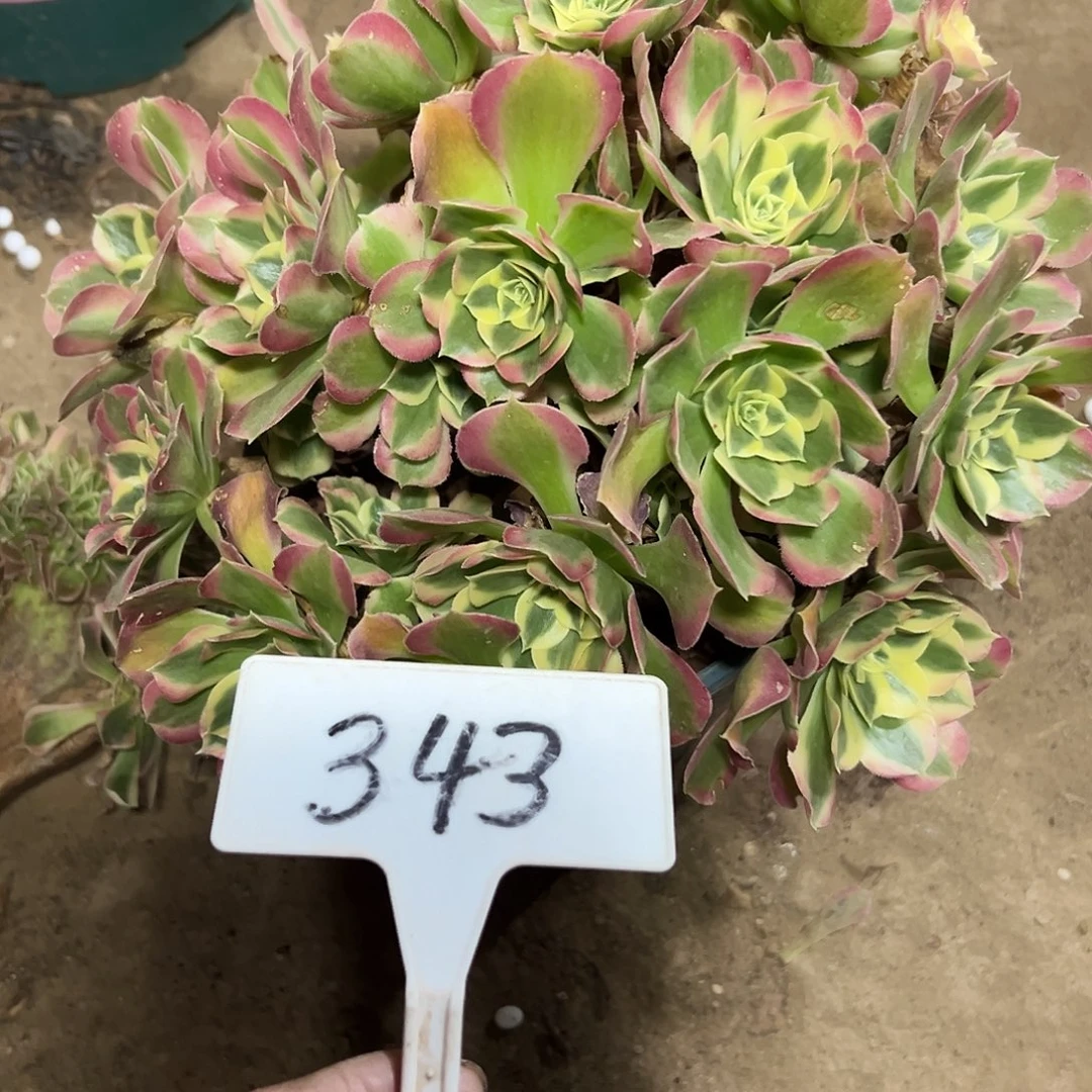 多肉植物雨花石法师343
