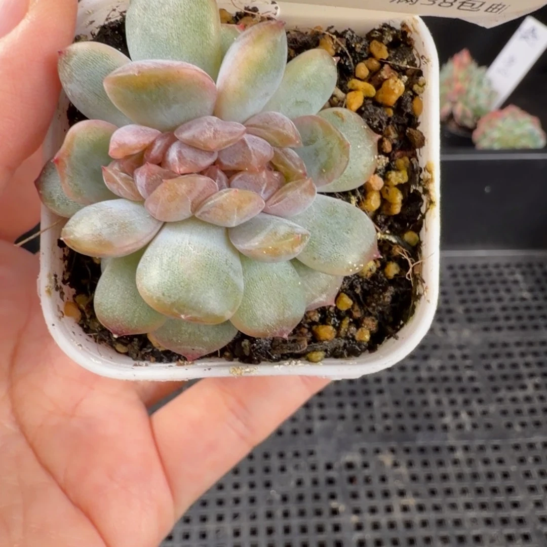 红色恋人缀化240号