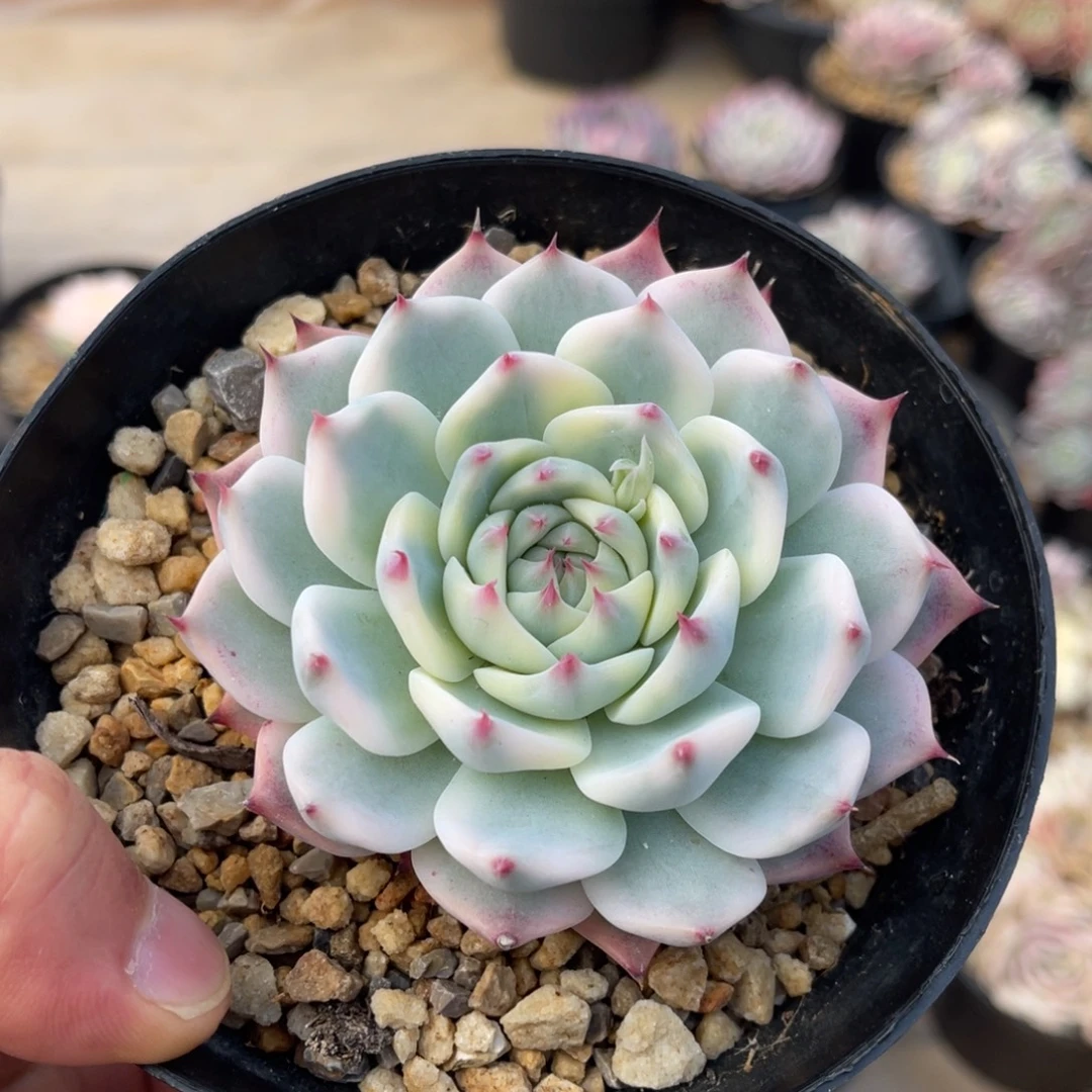 吉娃娃锦一物一拍