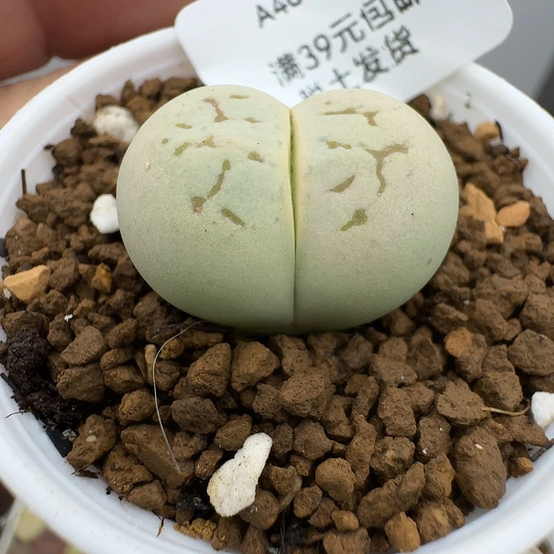 401多肉哈哈哈哈哈哈