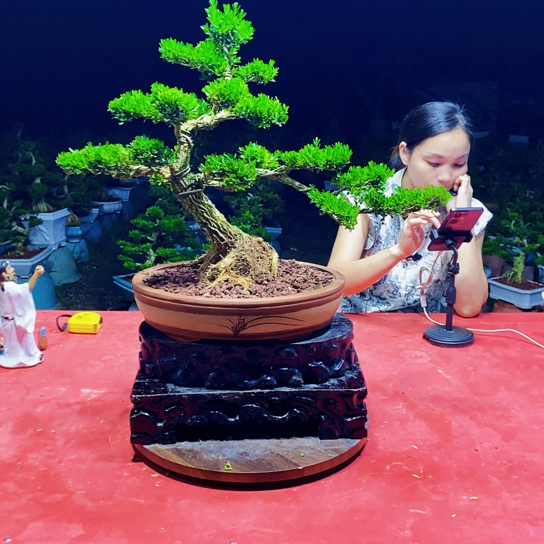 心***陈当前无花朵，栽培后可花朵