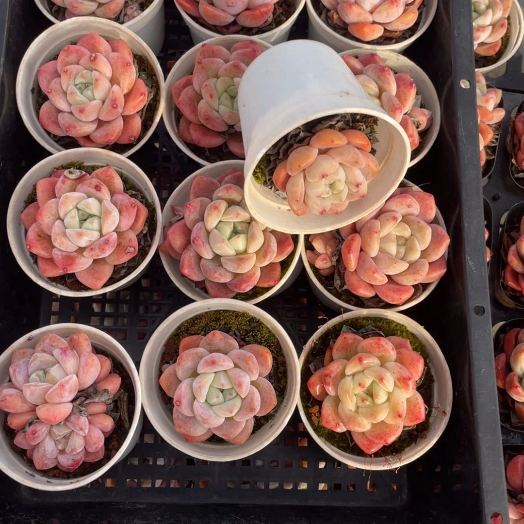 多肉组合十二个精品096