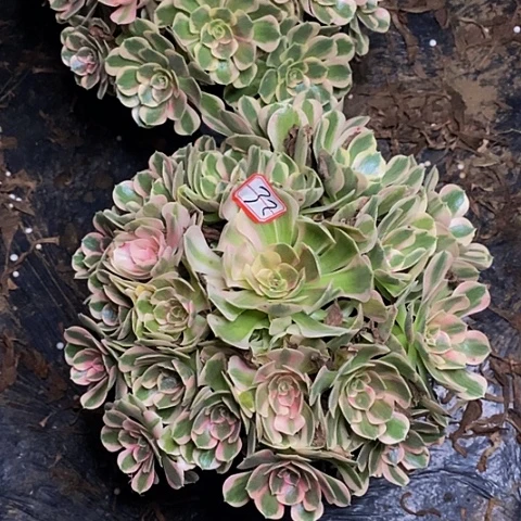 布加迪老桩捧花32号